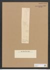 Diatomeae indet. Zeichnungen Sammlung Grunow Nr. 1815 (NHMW-BOT-W0368731)